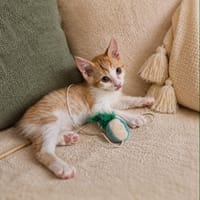 Joe, chat à adopter