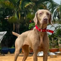 Taba, chienne à adopter