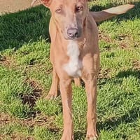 Iris, chienne à adopter