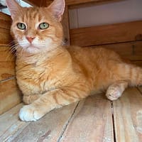 Bibou, chat à adopter
