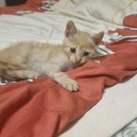 Franek, kot do adopcji