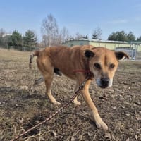 Feliks, pies do adopcji