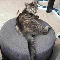 Larsina, poezen ter adoptie