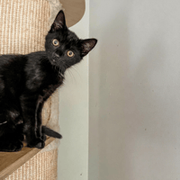 Inky, poezen ter adoptie