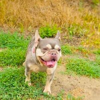 Französisches Bulldoggen Mädchen Buny, Hündin zur Adoption