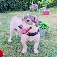 Carlos ein toller Freund an Deiner Seite, Hund zur Adoption