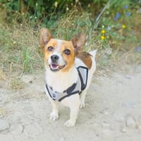 Kleine Sisa sucht kuscheliges Körbchen, Hündin zur Adoption