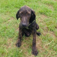 Bently ein sehr lieber Rüde, Hund zur Adoption