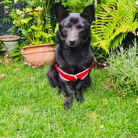 Cherry sucht ein Körbchen, Hündin zur Adoption