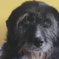 LEONA - auf der Suche nach ihrem Glückskörbchen!, Hündin zur Adoption