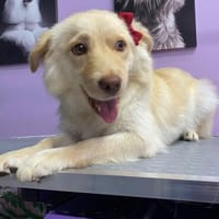 Scarlet  sucht ihr Zuhause, Hündin zur Adoption