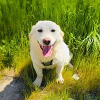 Didko der kleine Herzensbrecher, Hund zur Adoption