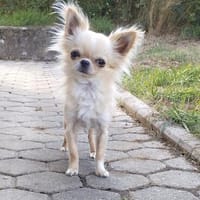 Ukkie, Hund zur Adoption