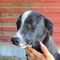 Maylo - in Deutschland, Hund zur Adoption