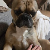 Pablo sucht ein Heim um zu bleiben, Hund zur Adoption