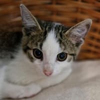 Peanut, Almond, Hazel, Pistachio und Cashew, Kater zur Adoption