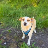 Jack Russel Mix Mädchen Jackie, Hündin zur Adoption