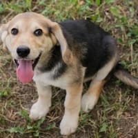 Zuckersüße Svea - zaubert dir ein Lächeln ins Gesicht!, Hündin zur Adoption