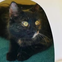 Maleika, Schildpatt-Langhaarkatze, Katze zur Adoption
