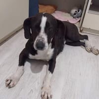 Rita  sucht ihr Zuhause, Hündin zur Adoption