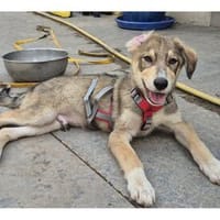 Sam - wartet in 96160 Geiselwind, Hund zur Adoption