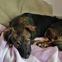 Josie, auf einer Pflegestelle, Hündin zur Adoption