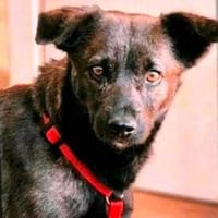 Lilith sucht jetzt ihr Für-immer-Zuhause!, Hündin zur Adoption
