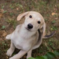 Zuckersüße Cassia - zaubert dir ein Lächeln ins Gesicht!, Hündin zur Adoption