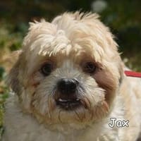 JAX, Hund zur Adoption