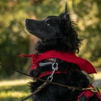 Sanfter Szike in 38268 Lengede-Broistedt, Hund zur Adoption