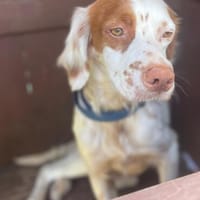 Wunderschöne & schüchterne CHLOE ❤, Hündin zur Adoption