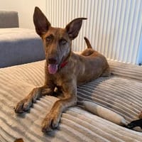 Kimi - ein zuckersüßes Hundemädel, Hündin zur Adoption