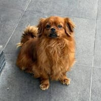 Happy sucht ein ruhiges erfahrenes Zuhause, Hund zur Adoption