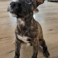 Welpenjunge MARTIN  Träumchen!, Hund zur Adoption