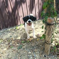 Gipsy, kleine Hündin mit großem Herz, Hündin zur Adoption