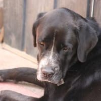 Super menschenbezogene AISHA ❤, Hündin zur Adoption