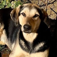 Hailey wartet auf ihre Herzensmenschen, Hündin zur Adoption