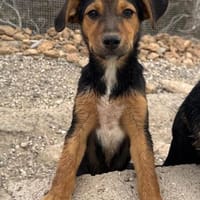 Rudi, Hund zur Adoption