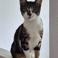 Chino, Oliver und Simon sind Scheidungskinder und, Kater zur Adoption