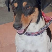liebe Lena, ca. 45 cm Schulterhöhe, Hündin zur Adoption