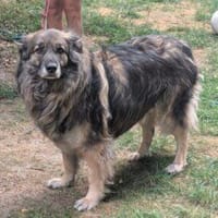 Balu 63 cm (Pflegestelle), Hund zur Adoption