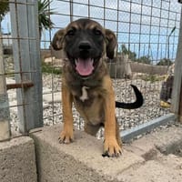Lucy, Hündin zur Adoption