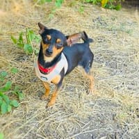 Dobri ein kleiner Pinscher, Hund zur Adoption
