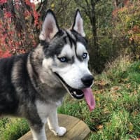 Husky-Bub JURi  will mit dir spielen, Hund zur Adoption