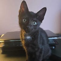 Quatre - kleiner Wonneproppen, Kater zur Adoption