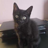 Saraasa mutiger Ruhepol, Kater zur Adoption