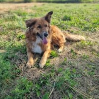 Bobby - sanfte Seele, Traumhund sucht Traum-Zuhause, Hund zur Adoption