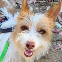 Louvar auf Pflegestelle, Hündin zur Adoption