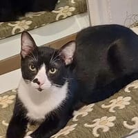Milo Freundlicher Kater sucht  Familie, Kater zur Adoption