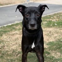 Boby CAA15728, chien à adopter